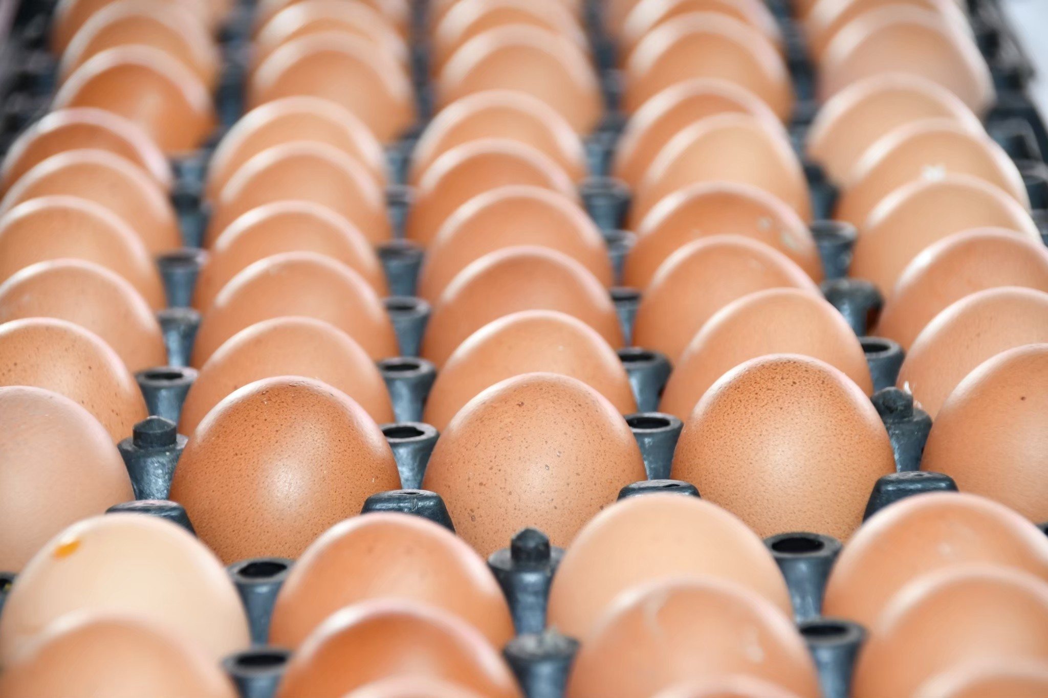 เตรียมตัวให้พร้อม! เติมน้ำมันพีทีที สเตชั่น แลกไข่ไก่ 178 สาขาทั่วกรุงเทพ – เศรษฐกิจ