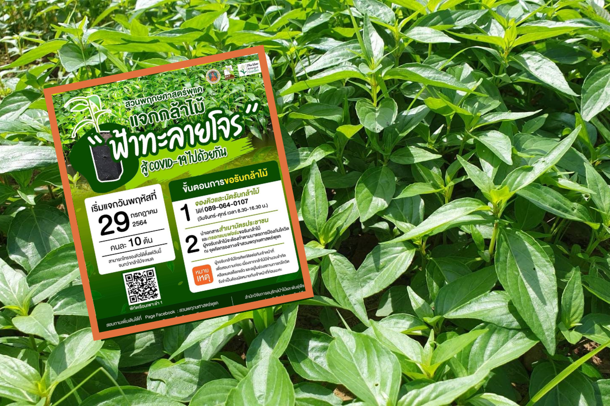 สวนพฤกษศาสตร์พุแค แจกกล้าไม้ “ฟ้าทะลายโจร” คนละ 10 ต้น