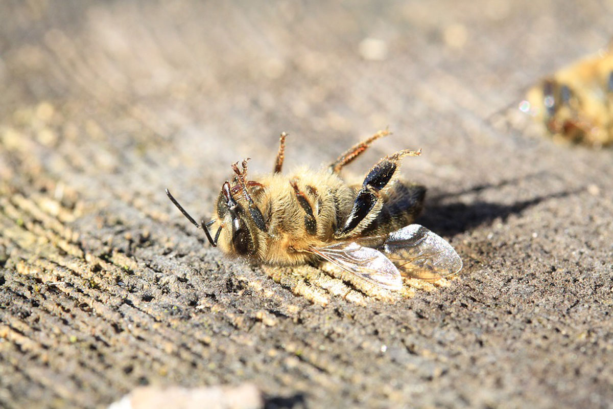 ทฤษฎีโลกไร้ผึ้ง – สังคม