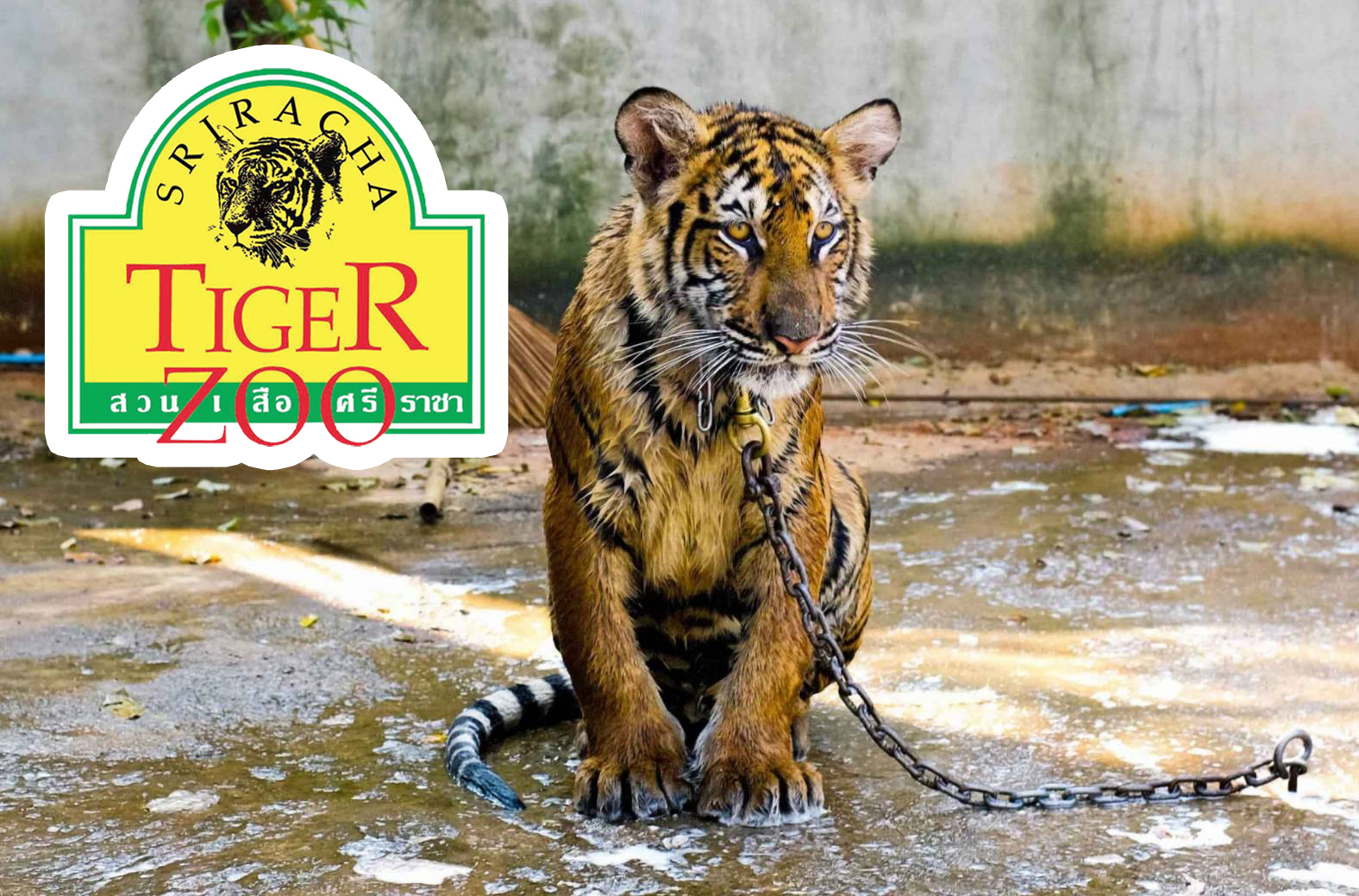 องค์กรพิทักษ์สัตว์โลก ห่วง “สวนเสือศรีราชา” วอนรัฐตรวจสอบ – สังคม