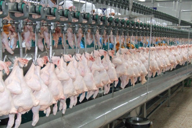 โควิดถล่มโรงไก่ฉุดราคาดิ่งเหว ฟาร์มแบกต้นทุนอาหารสัตว์ขาดทุนยับ – เศรษฐกิจ