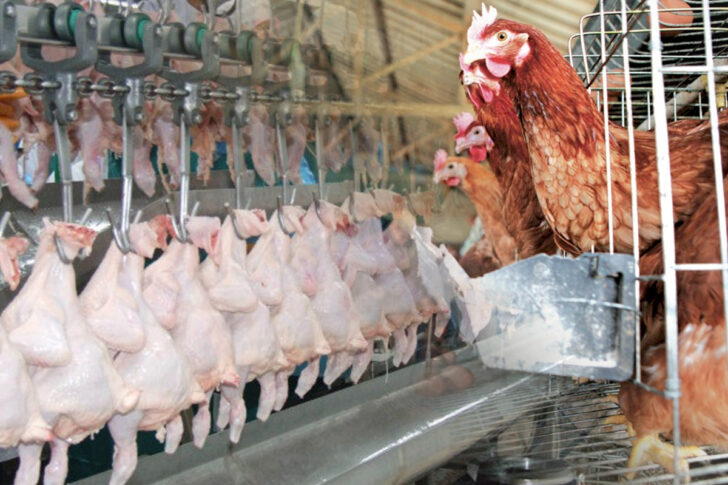 ไก่สด-ส่งออก ไก่สด-ส่งออก
