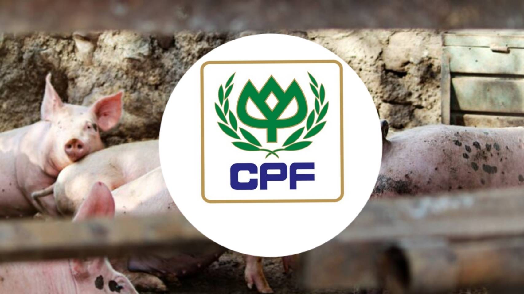 CPF ทุ่ม 9,900 ล้าน ซื้อธุรกิจสุกรในรัสเซีย คาดปิดดีล ม.ค. 65