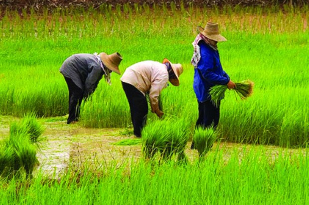 เกษตรกรไทยหนี้ท่วม! เฉลี่ยครัวเรือนละ 2.5 แสนบาท เพิ่ม 16.5%