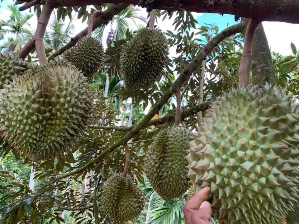 สมาคมผลไม้ฯชุมพร วอนชาวใต้อย่าตื่นข่าวจีนพบโควิด รีบตัดทุเรียนอ่อนขาย