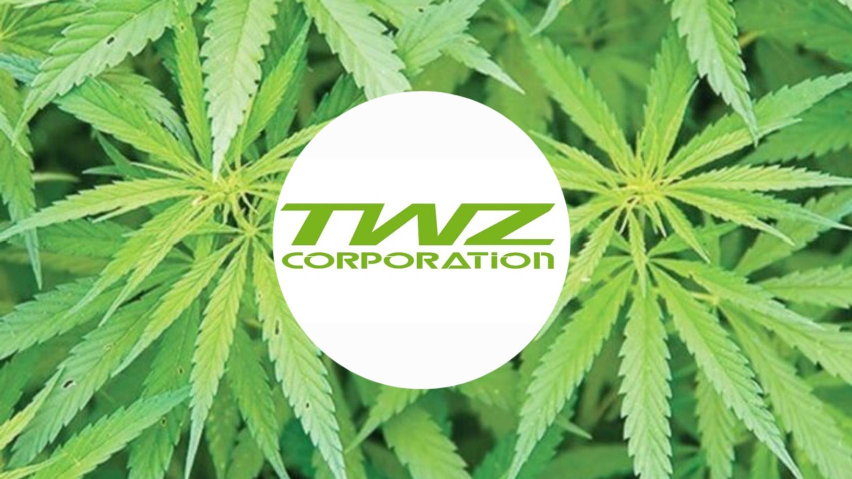 TWZ ตั้งบริษัทใหม่รุกธุรกิจกัญชงครบวงจร สร้างรายได้ 50 ล้านต่อปี