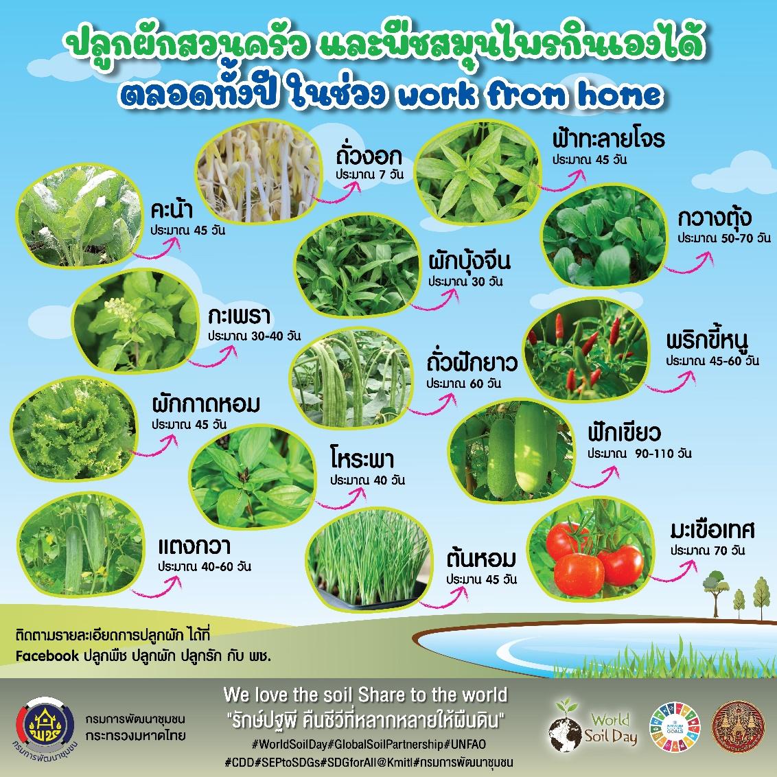 กรมการพัฒนาชุมชนเชิญชวนคนไทย ที่หยุดอยู่กับบ้าน ปลูกผักสวนครัวและสมุนไพร เพื่อให้ทุกครัวเรือนมีผักรับประทานในช่วงภาวะวิกฤต ผักที่ปลูกเองได้ง่ายๆ กินได้ตลอดทั้งปี 