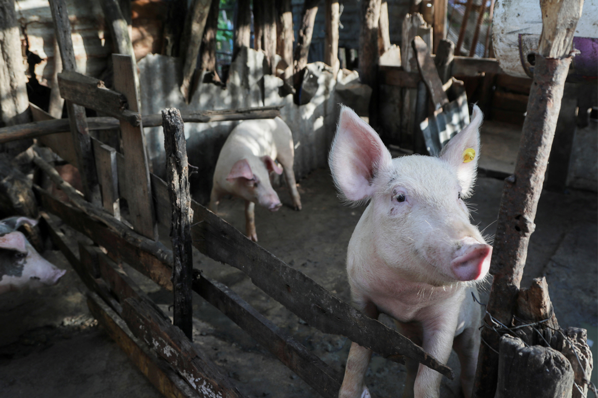 ดันมาตรฐานฟาร์มหมูคุมอหิวาต์ ทำต้นทุนพุ่ง
