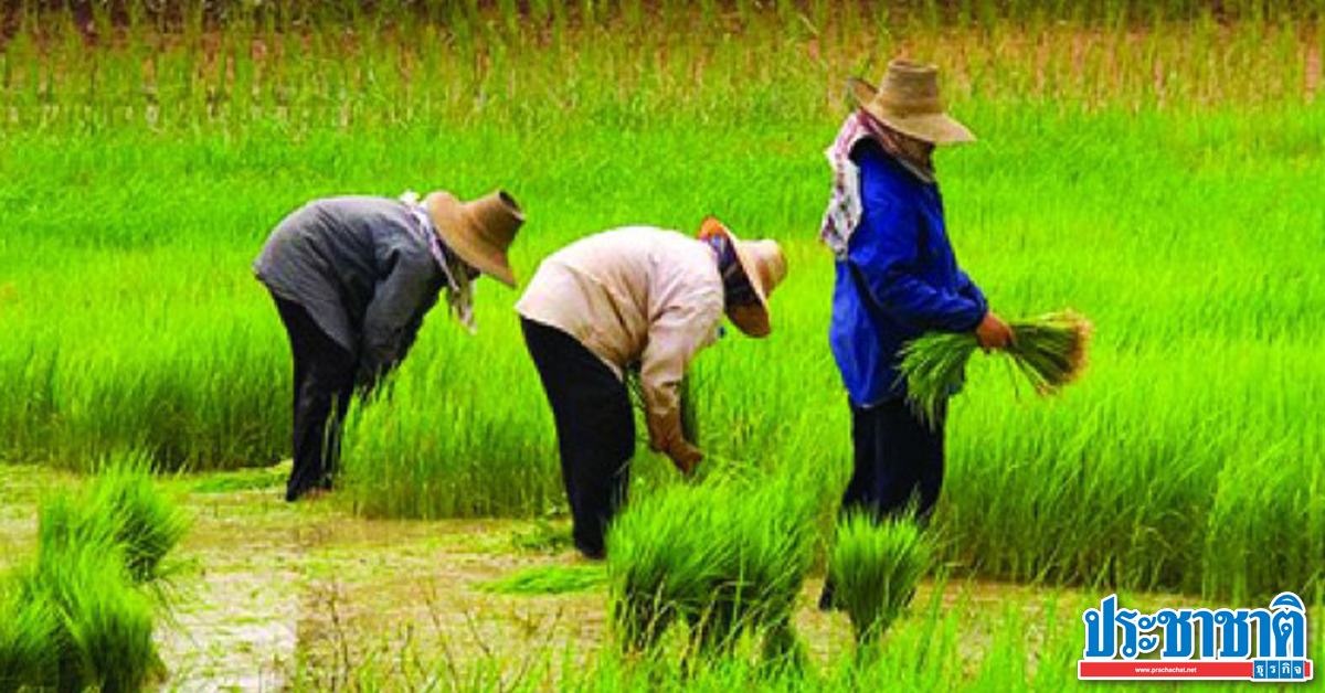 เกษตรกรไทยหนี้ท่วม! เฉลี่ยครัวเรือนละ 2.5 แสนบาท เพิ่ม 16.5% - Vimarsana News