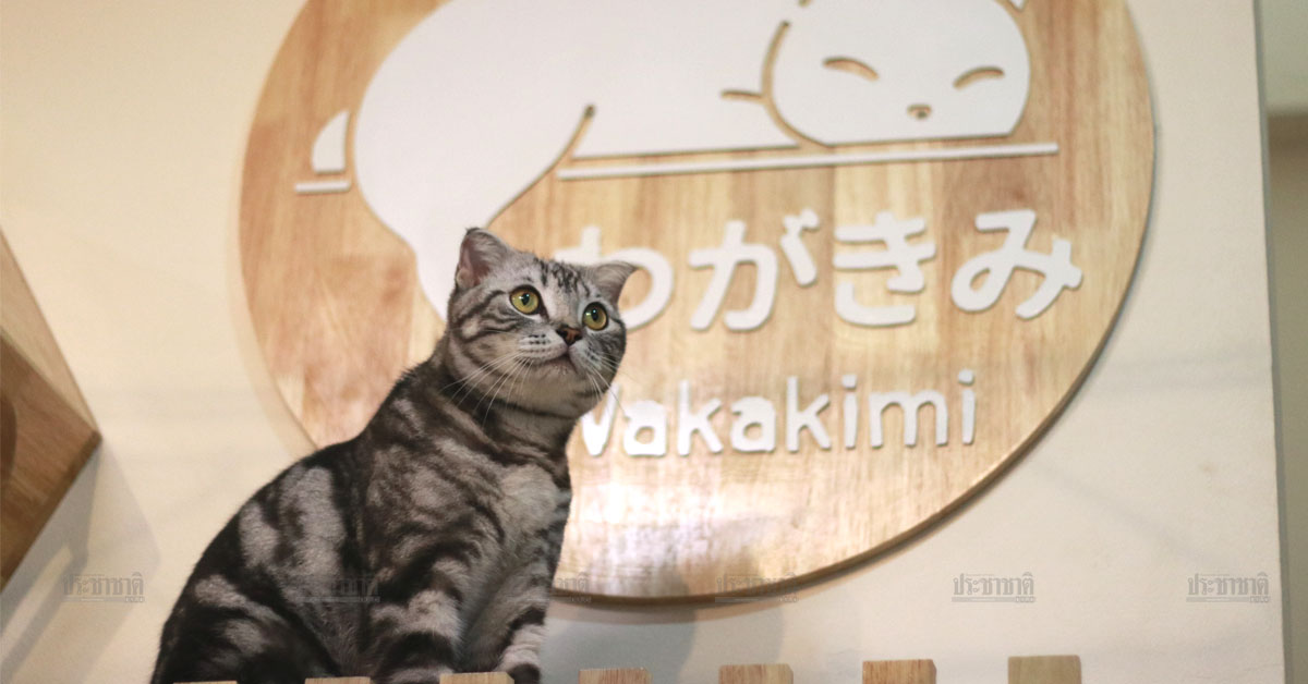 Wakakimi Cat Hotel & Spa ธุรกิจแมวสไตล์ญี่ปุ่น หนึ่งเดียวในพิษณุโลก