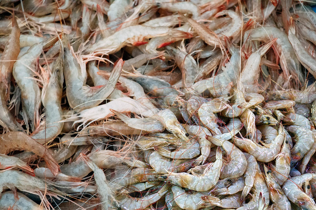 “ค้าปลีก” ยืดโปรขายกุ้ง 1 เดือน อุ้มผู้เลี้ยง ผลผลิตทะลัก 3 แสนตัน