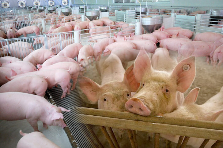 “พิกบอร์ด” รับลูกสภาเกษตร ขอ 45 วัน ปั๊มหัวใจฟาร์มหมู