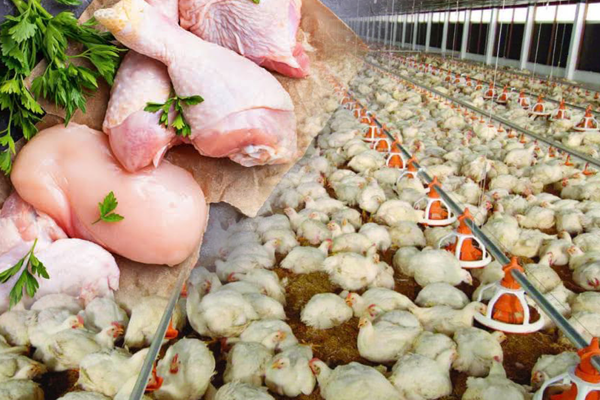 โควิดถล่มไก่เนื้อทะลักตลาด หวั่นส่งออกวืดเป้า 9 แสนตัน – เศรษฐกิจ