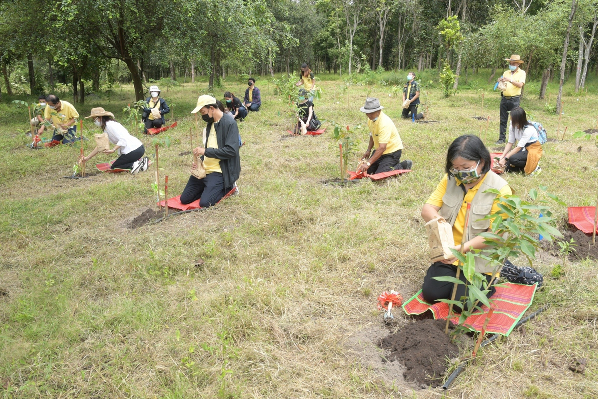 Care the Wild ปลูกปกป้องผืนป่าลดโลกร้อน