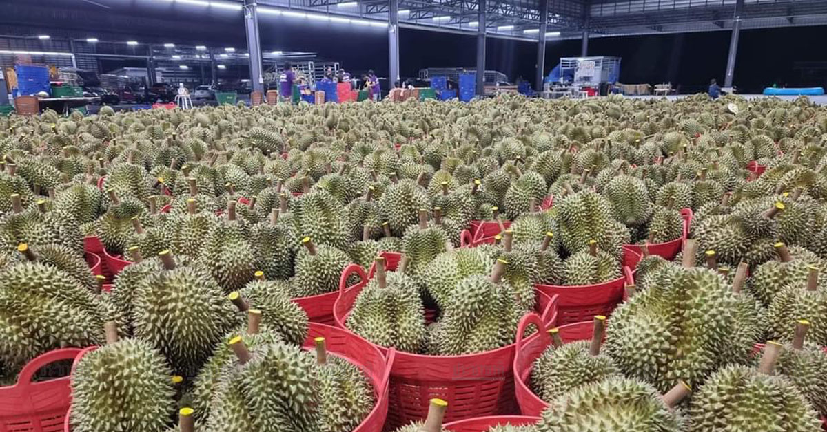 ไทยปลดล็อกส่งออกทุเรียน เหมาขบวนรถไฟจีน-ลาว 25 ตู้