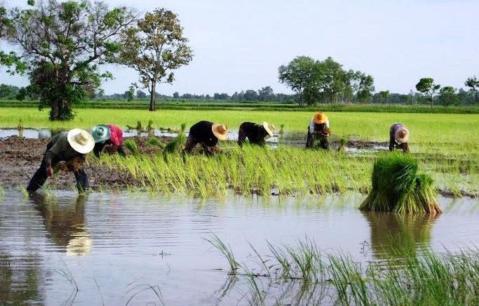 ส่องงบฯ กระทรวงเกษตรฯปี’65 มูลค่า 110,902 ล้าน จ่ายเงินเดือนไป 1 ใน 4
