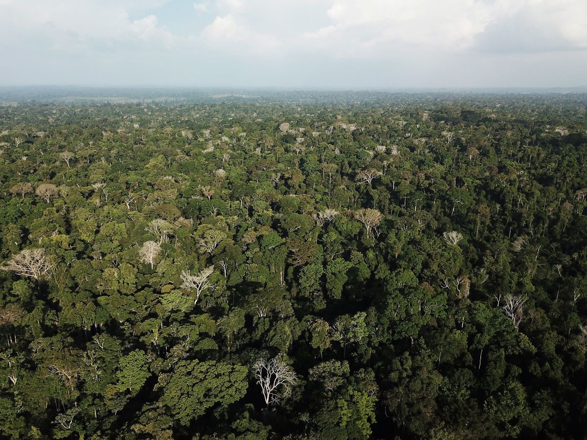 Care the Wild รวมพลัง “ปลูก ป้อง ป่าเปลี่ยนโลก” – สังคม