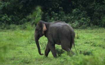 อุทยานฯกุยบุรี น้ำป่าไหลหลาก ปิดท่องเที่ยวชมช้างและสัตว์ป่า ชั่วคราว