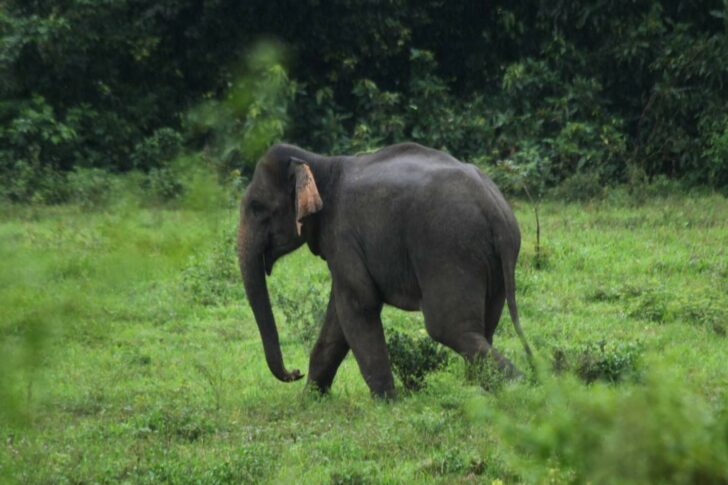 อุทยานฯกุยบุรี น้ำป่าไหลหลาก ปิดท่องเที่ยวชมช้างและสัตว์ป่า ชั่วคราว