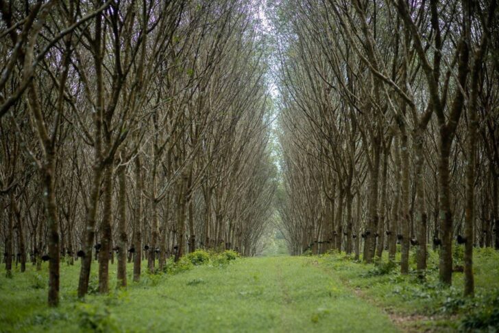 สวนยางพารา สวนยางพารา
