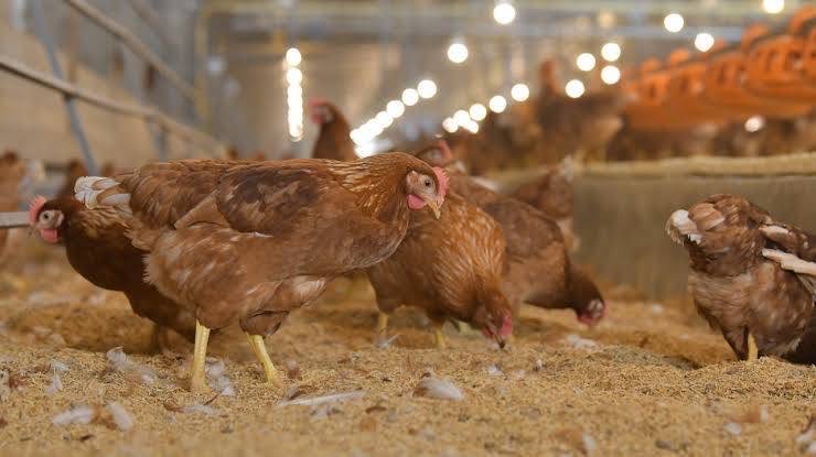 ปศุสัตว์เตือนเฝ้าระวัง “ไข้หวัดนกในคน H5N6” หลังจีนพบเชื้อเพิ่มขึ้น – เศรษฐกิจ