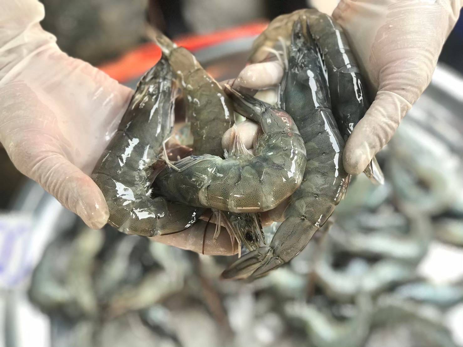 สมาคมกุ้งตะวันออกไทย ปัดค้านนำเข้ากุ้งจากต่างประเทศ – เศรษฐกิจ