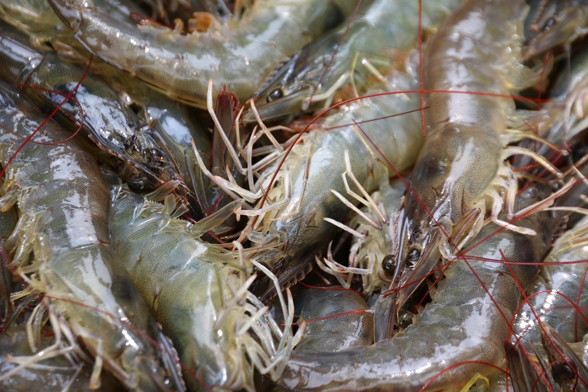 สมาคมกุ้งฯออกโรงจี้รัฐคุมเข้มนำเข้าวัตถุดิบ หวั่นกระทบราคาเกษตรกร