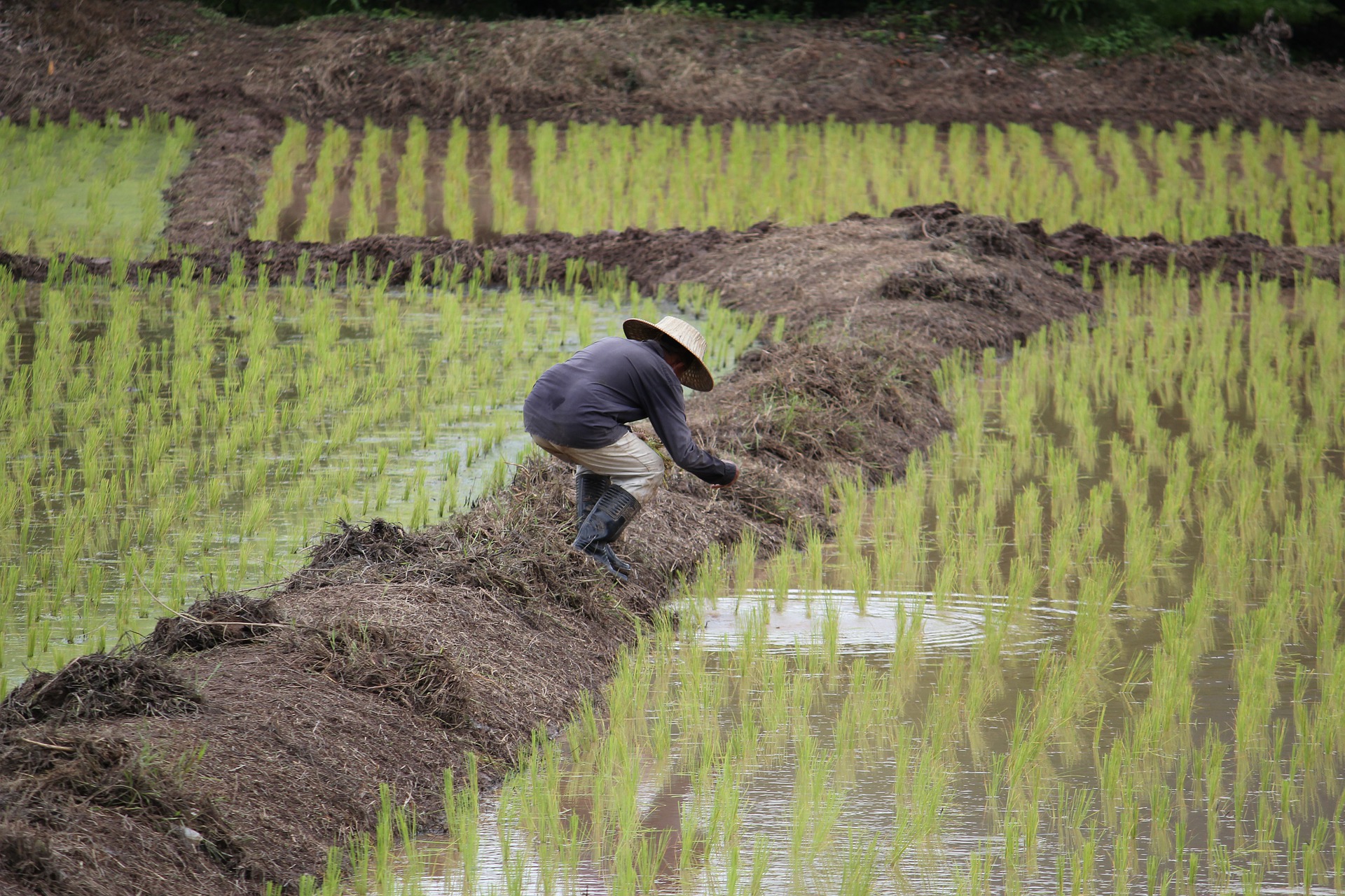จำนำข้าว ประกันรายได้ข้าว อะไรดีกว่ากัน ? เพื่อไทย ประชาธิปัตย์ ข่มกันสุดฤทธิ์