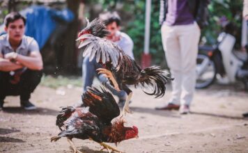 ชนไก่