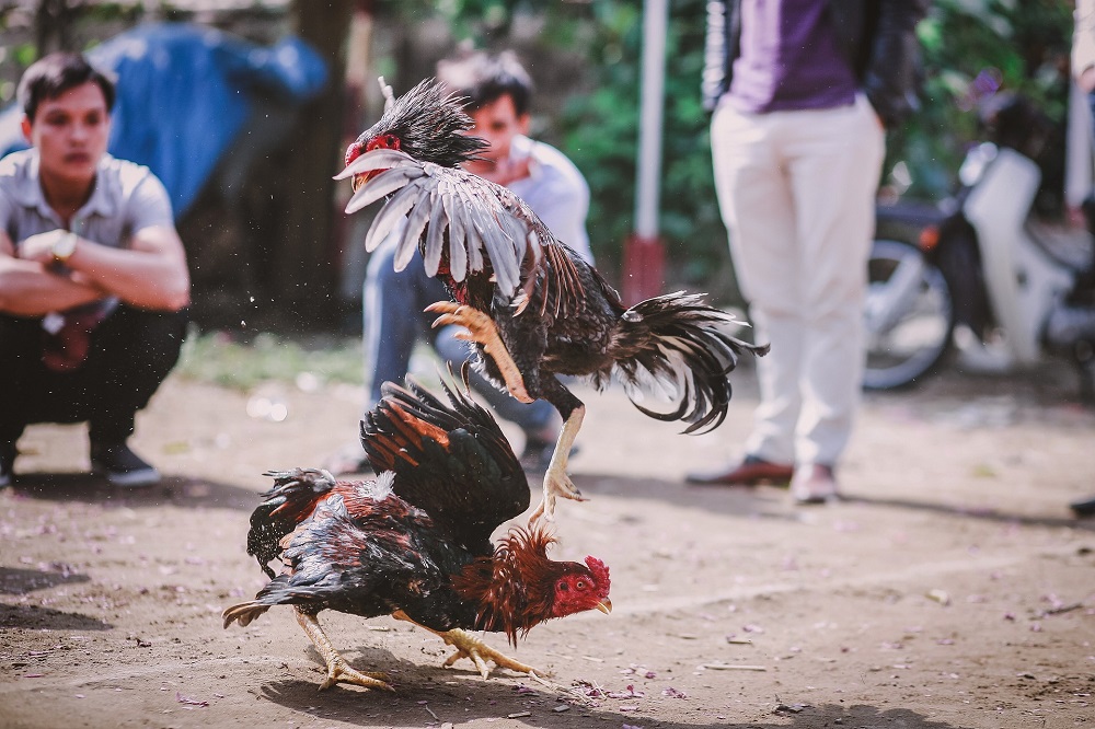 มหาดไทยเข้ม เข้าบ่อนชนไก่ กัดปลา ชกมวย ต้องฉีดวัคซีนครบโดสก่อน