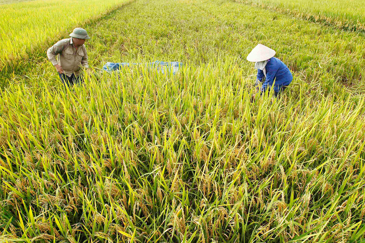 ผลผลิตข้าวปี 2566/67 กว่า 31 ล้านตัน เดินหน้าแผนผลิตข้าว 68.62 ล้านไร่