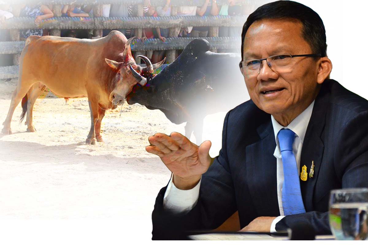 รมว.ยุติธรรม แจ้งผู้ว่าฯทุกจังหวัด เปิดบ่อนชนโค ชนไก่ ชกมวย ได้แล้ว