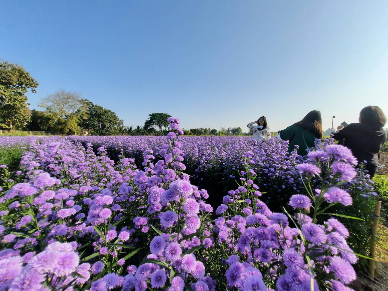 เชียงใหม่เปิด Route ท่องเที่ยวสวนดอกไม้เหมืองแก้ว-แม่ริม คาดเงินสะพัด 20 ล้าน
