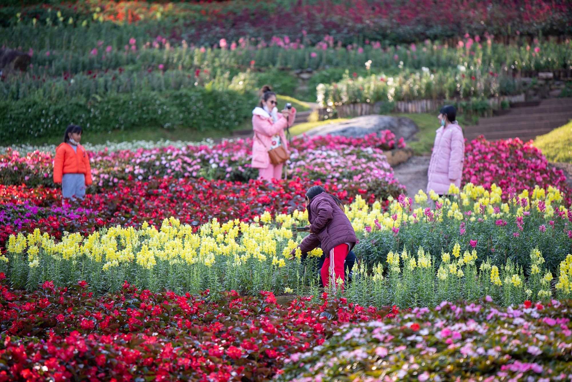 มูลนิธิแม่ฟ้าหลวง จัดสีสันแห่งดอยตุง ฟื้นฟูจิตใจหลังยุคโควิด