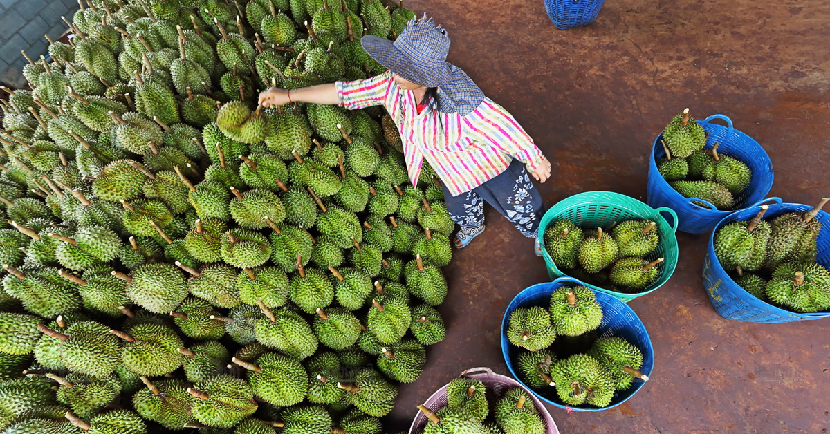 หอการค้า จ.จันทบุรีจัด FruitInnovationFair 10-12 ธ.ค.นี้