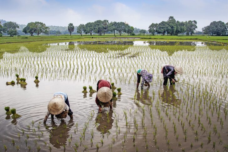 ชาวนา ประกันรายได้ข้าว ชาวนา ประกันรายได้ข้าว