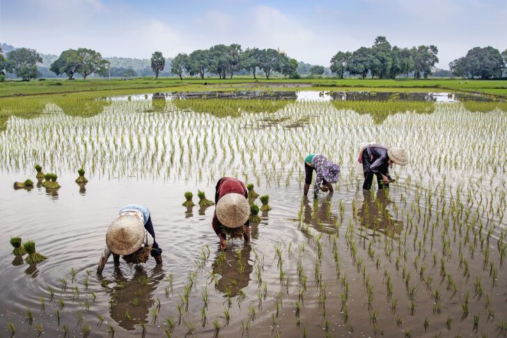 ชาวนา ประกันรายได้ข้าว