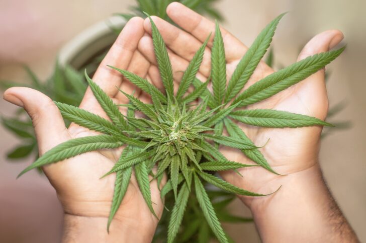 marijuana-leaf-5315561_1920