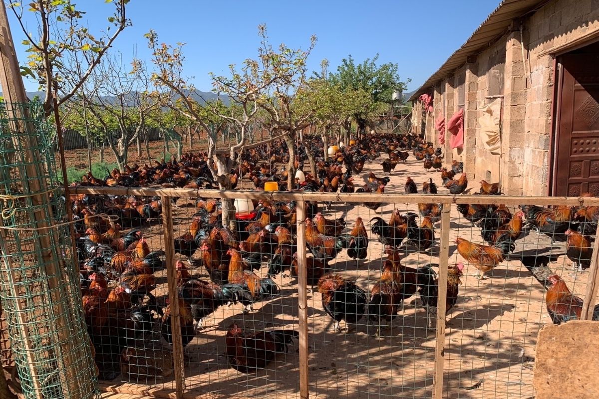 ไข้หวัดนก H5N6 ทำคนจีนตายเพิ่ม กรมปศุสัตว์เฝ้าระวังโรคสัตว์ปีก
