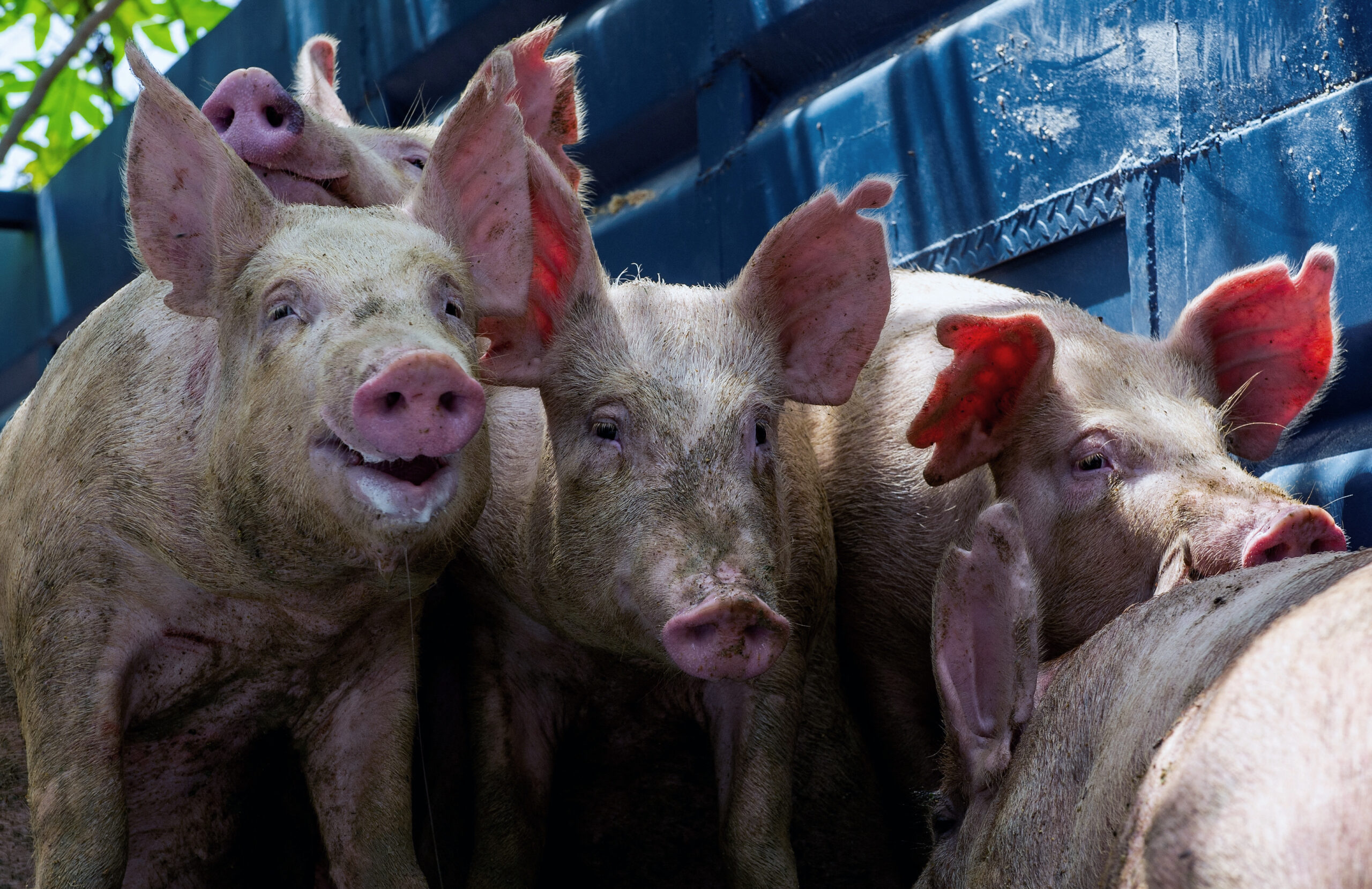 ไต้หวันเข้ม สั่งปรับ 2 แสน หากพบลักลอบนำเข้าหมูจากไทย
