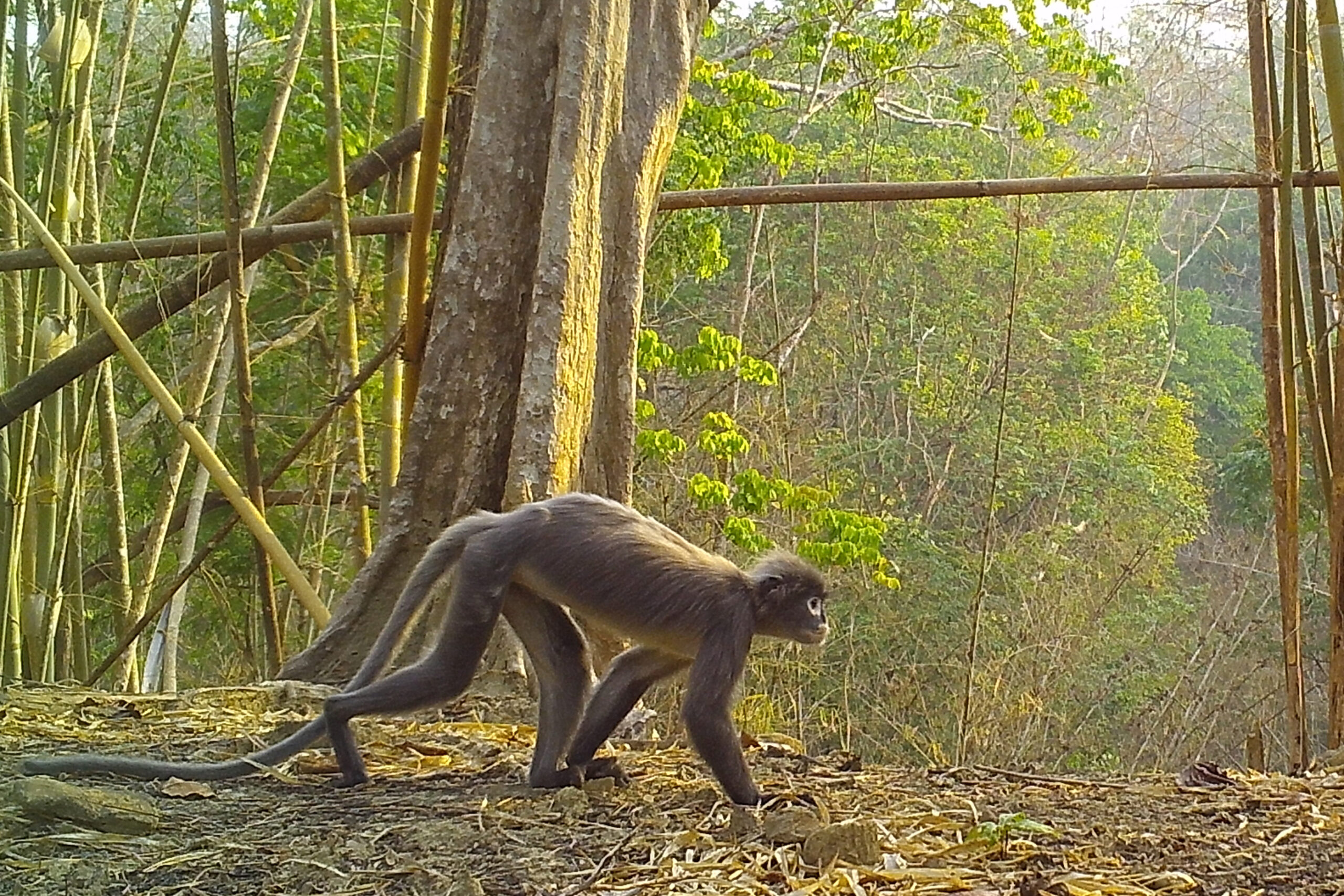 WWF พบสิ่งมีชีวิตใหม่ในลุ่มแม่น้ำโขงกว่า 200 สายพันธุ์