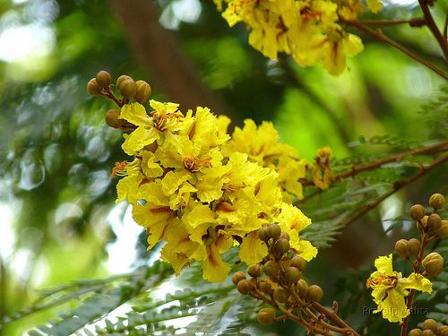 นนทรี (Copper Pod)
