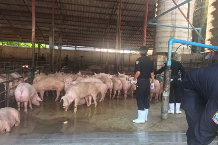 กรมปศุสัตว์ระดมพลตรวจสอบฟาร์มหมูทั่วประเทศ หาสาเหตุการเกิดโรคระบาด