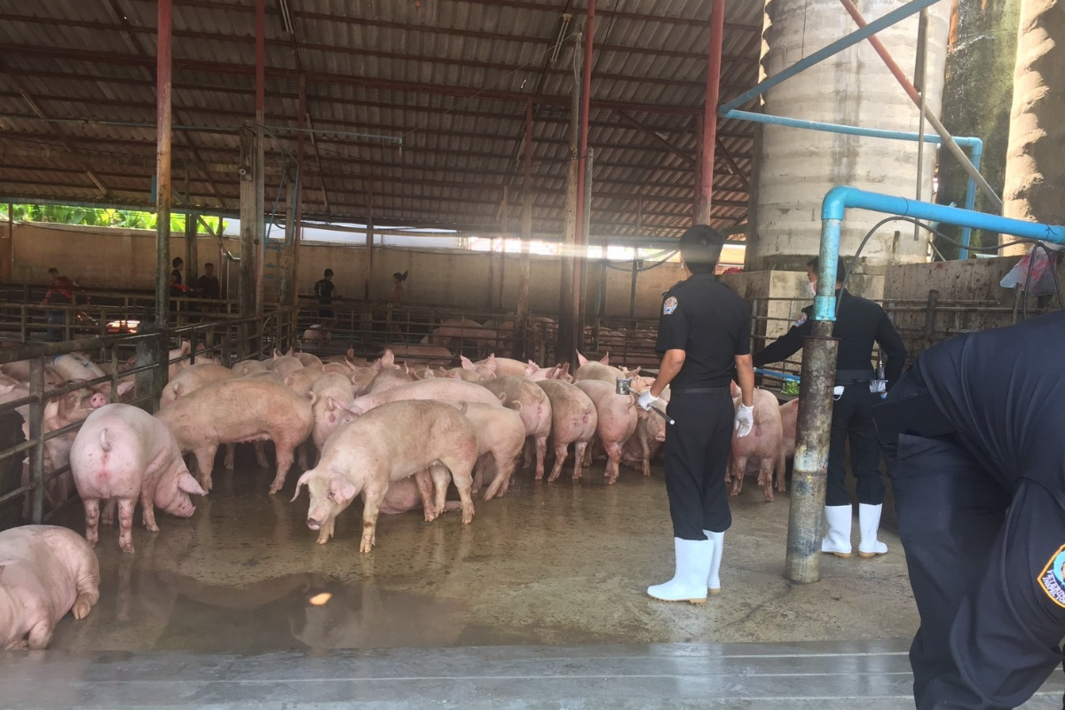 กรมปศุสัตว์ ยังไม่ยอมรับ โรคASFระบาดในหมู ระดมเช็กทั่วประเทศ