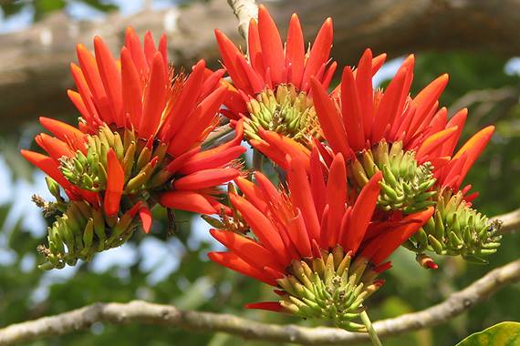 ทองหลาง (Indian Coral Tree)