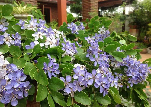 แก้วเจ้าจอม (Lignum Vitae)