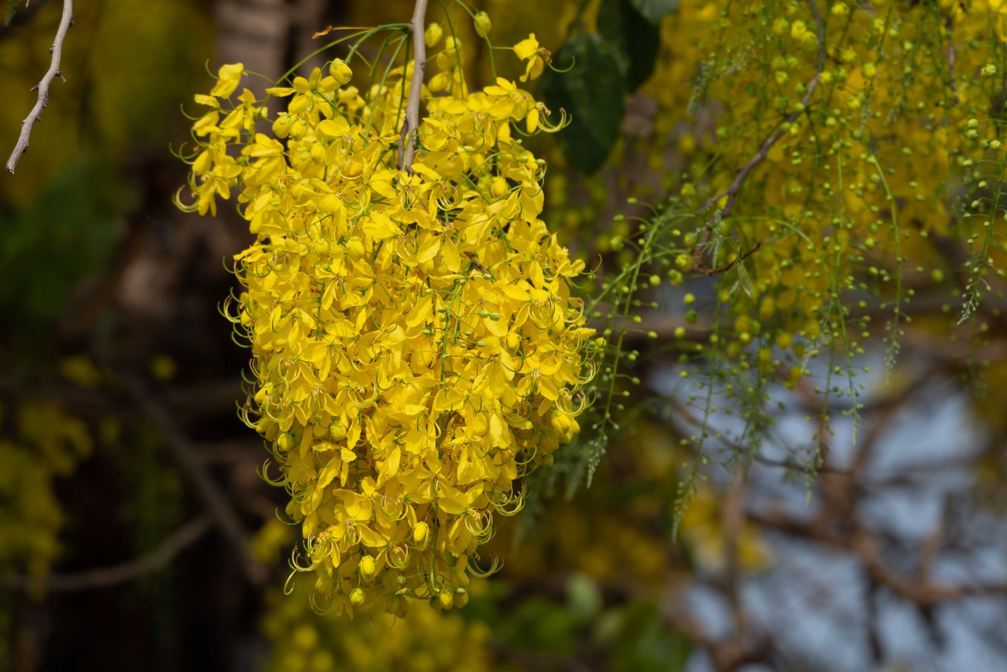 ราชพฤกษ์/คูน(Golden showe) : พิพิธภัณฑ์ธรรมชาติวิทยา