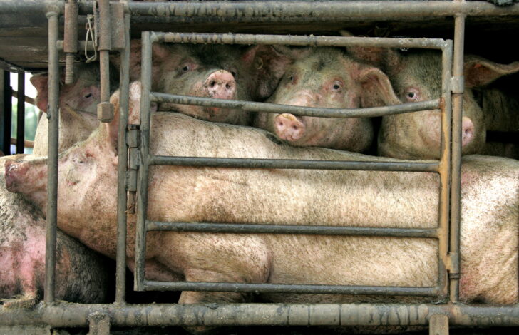 FILE PHOTO: Pigs wait for cleaning in a cage outside a slaughterhouse at a suburb of Beijing.