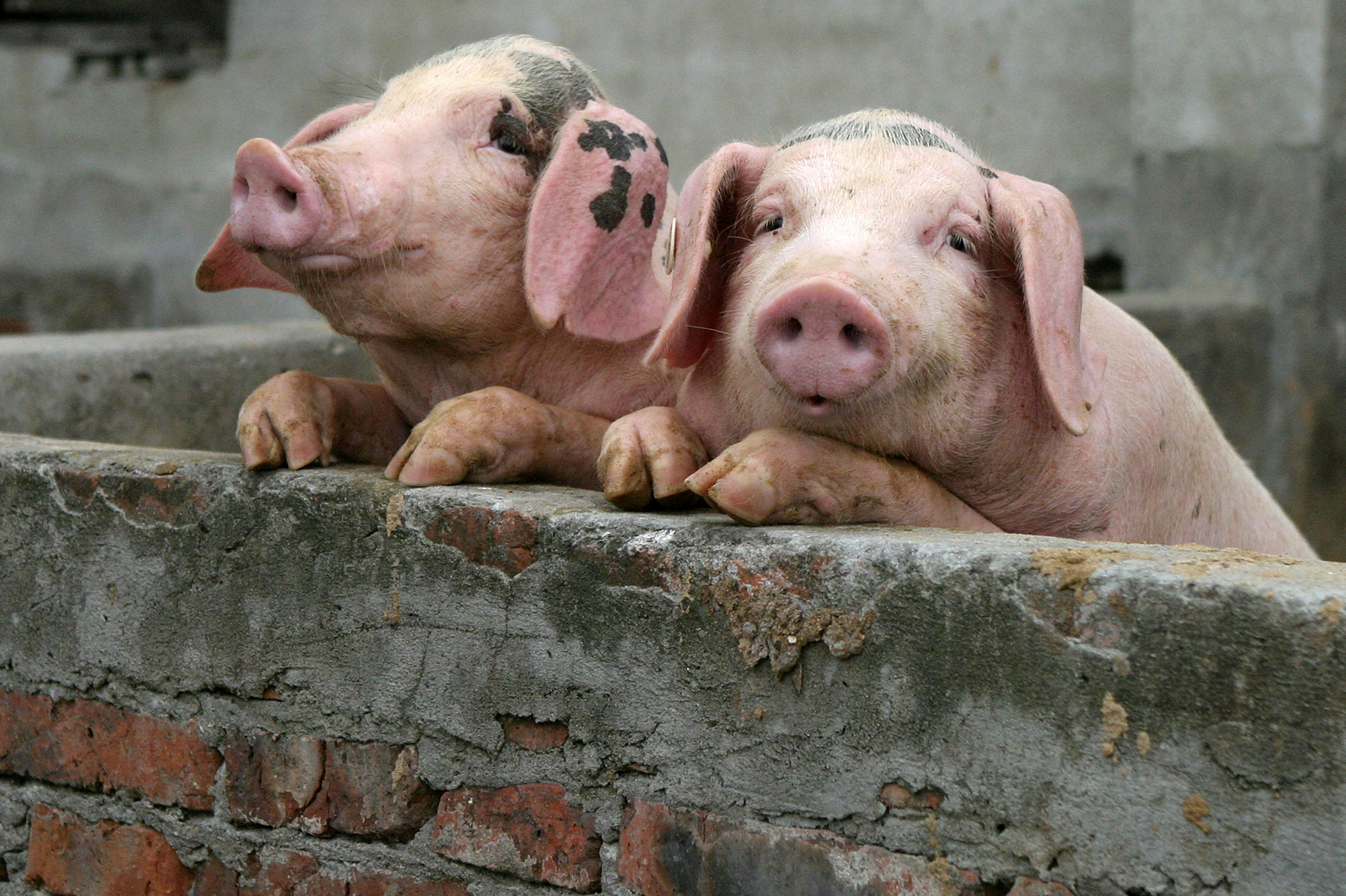ไทยส่งออกหมูแช่เย็น ไปเมียนมา พุ่งสูง 341% ในช่วง 11 เดือน ปี’64