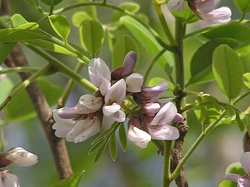 ชิงชัน (Rosewood)